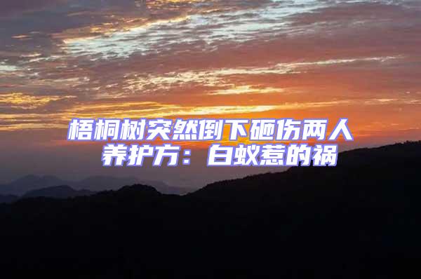 梧桐樹突然倒下砸傷兩人 養護方:白蟻惹的禍