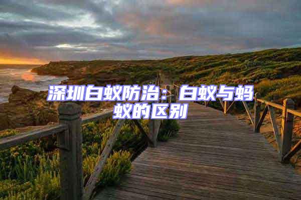 深圳白蟻防治：白蟻與螞蟻的區別