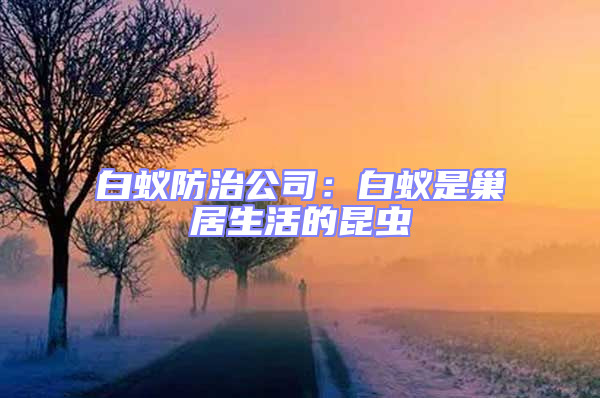 白蟻防治公司:白蟻是巢居生活的昆蟲