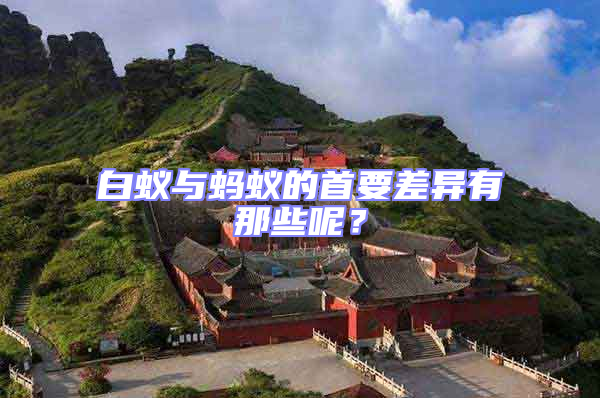 白蟻與螞蟻的首要差異有那些呢？