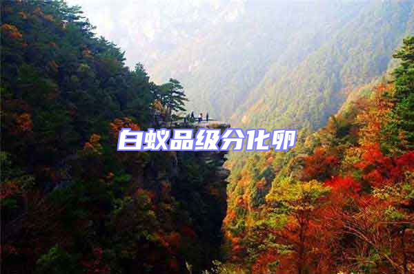 白蟻品級分化卵