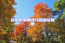 衣柜防蟲用這幾招保證管用