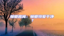 蟑螂趣聞：蟑螂特愛干凈？