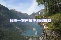 我市一農戶家中發現白蟻