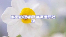家里出現(xiàn)老鼠如何進(jìn)行處理
