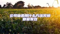 公司宿舍用什么方法滅蟑螂最有效