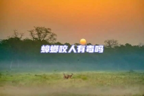 蟑螂咬人有毒嗎