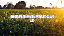 蟑螂的生長(zhǎng)環(huán)境和怎么治理