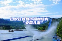 白蟻在宜昌市福利院內“安營扎寨”