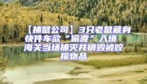 【捕鼠公司】3只老鼠藏身快件車欲“偷渡”入境 海關當場捕滅并銷毀被咬損物品