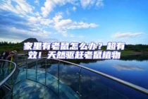 家里有老鼠怎么辦？超有效！天然驅趕老鼠植物