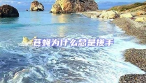 蒼蠅為什么總是搓手