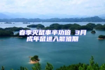 春季滅鼠事半功倍 3月成年鼠進入繁殖期