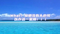 What？蟑螂沒(méi)有頭也可以存活一星期！??！