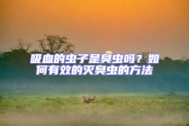 吸血的蟲子是臭蟲嗎？如何有效的滅臭蟲的方法