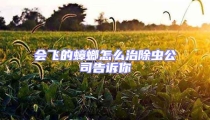 會(huì)飛的蟑螂怎么治除蟲公司告訴你