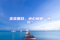 炎炎夏日，小心蟑螂“橫行”