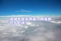 深圳專業殺跳蚤：跳蚤是什么形狀？