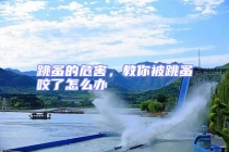 跳蚤的危害，教你被跳蚤咬了怎么辦