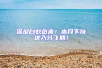 深圳白蟻危害！本月下旬進入分飛期！