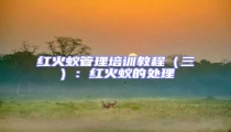 紅火蟻管理培訓教程（三）：紅火蟻的處理