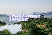 世界最難消滅的害蟲之一土木兩棲白蟻