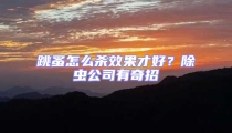 跳蚤怎么殺效果才好？除蟲(chóng)公司有奇招
