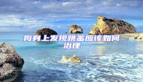 狗身上發現跳蚤應該如何治理