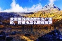 家里面的潮蟲是怎么產生的，西瓜蟲怎么徹底消滅