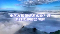 小區發現蟑螂怎么辦？趕緊找滅蟑螂公司啊