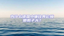 為什么德國(guó)小蠊比其它蟑螂膽子大？