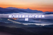 植入綠藻基因治療老鼠失明