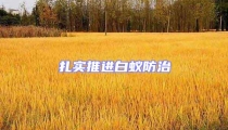扎實推進白蟻防治