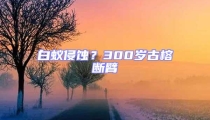 白蟻侵蝕？300歲古榕斷臂