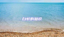 白蟻的知識(shí)