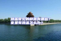 跳蚤常見的種類有哪些？家里有跳蚤怎么辦？