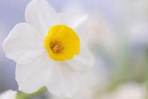 怎樣發現家里有白蟻