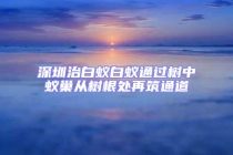 深圳治白蟻白蟻通過(guò)樹(shù)中蟻巢從樹(shù)根處再筑通道