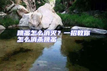 跳蚤怎么消滅？一招教你怎么消殺跳蚤