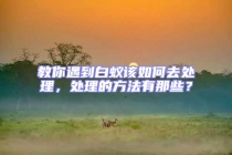 教你遇到白蟻該如何去處理，處理的方法有那些？